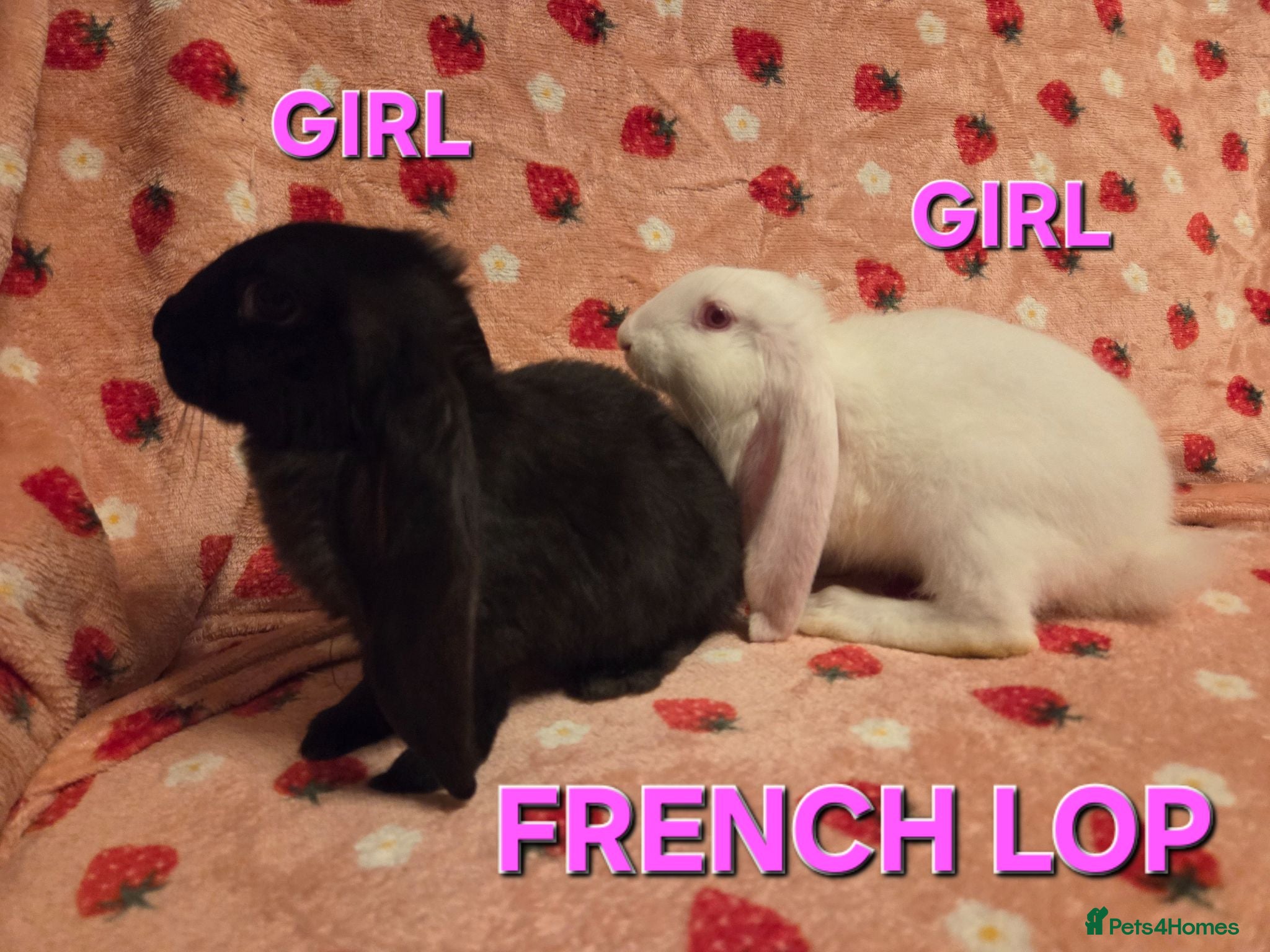 French Lop rabbits Last 2 french Lop Does💗💗 - Advert 1