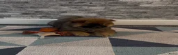 Chow Chow dogs for sale: K.c registered chow chow puppies - Advert 7