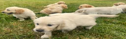 Golden Retriever dogs for sale: Gorgeous KC Registered Puppies in Sudbury - Advert 11