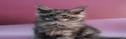 Maine Coon cats for sale: 🔥Black & Smoke Maine Coon Kittens🔥 - Advert 25