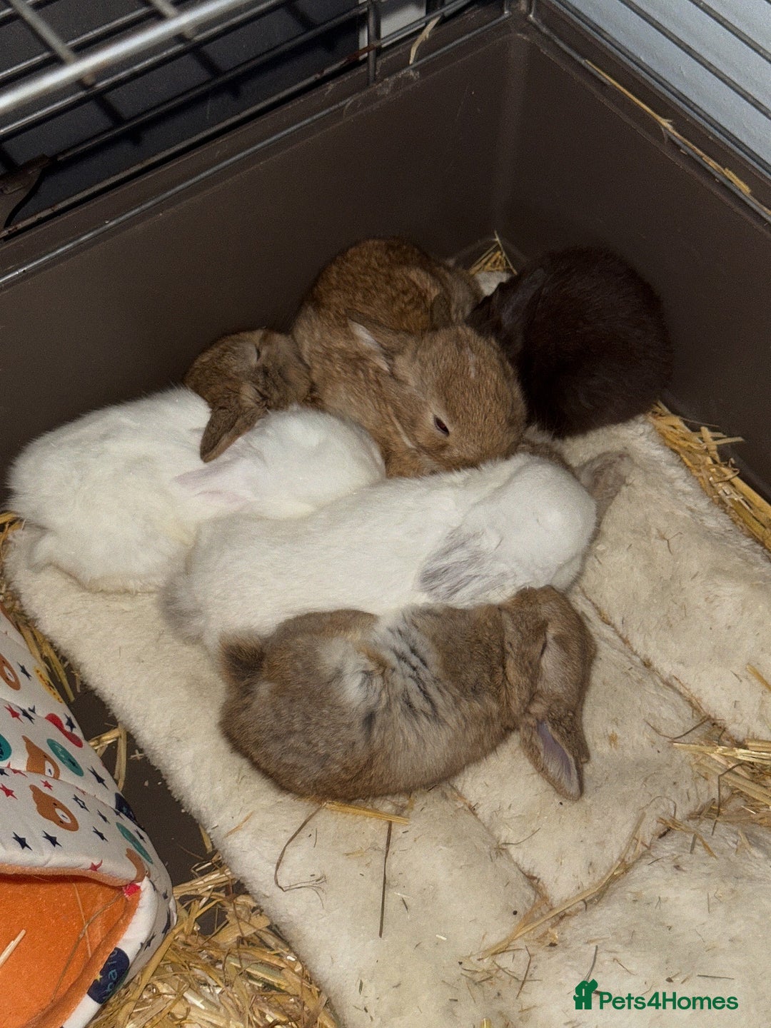 French Lop rabbits for sale: French Lop Bunnies - Advert 6