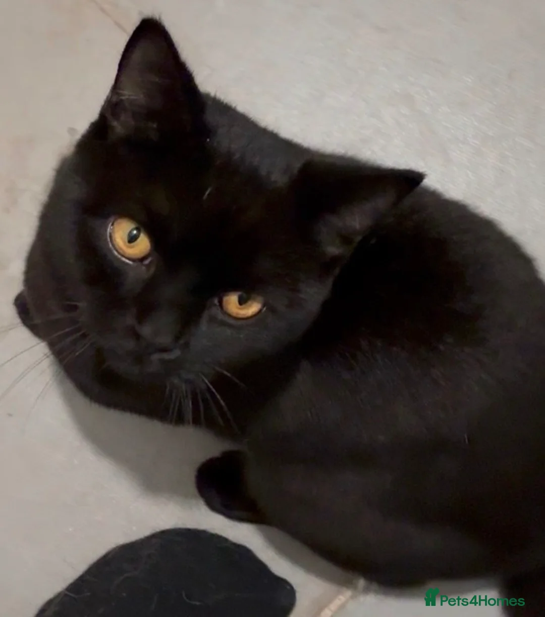 British Shorthair cats for sale: British shorthair for adoption  - Advert 2