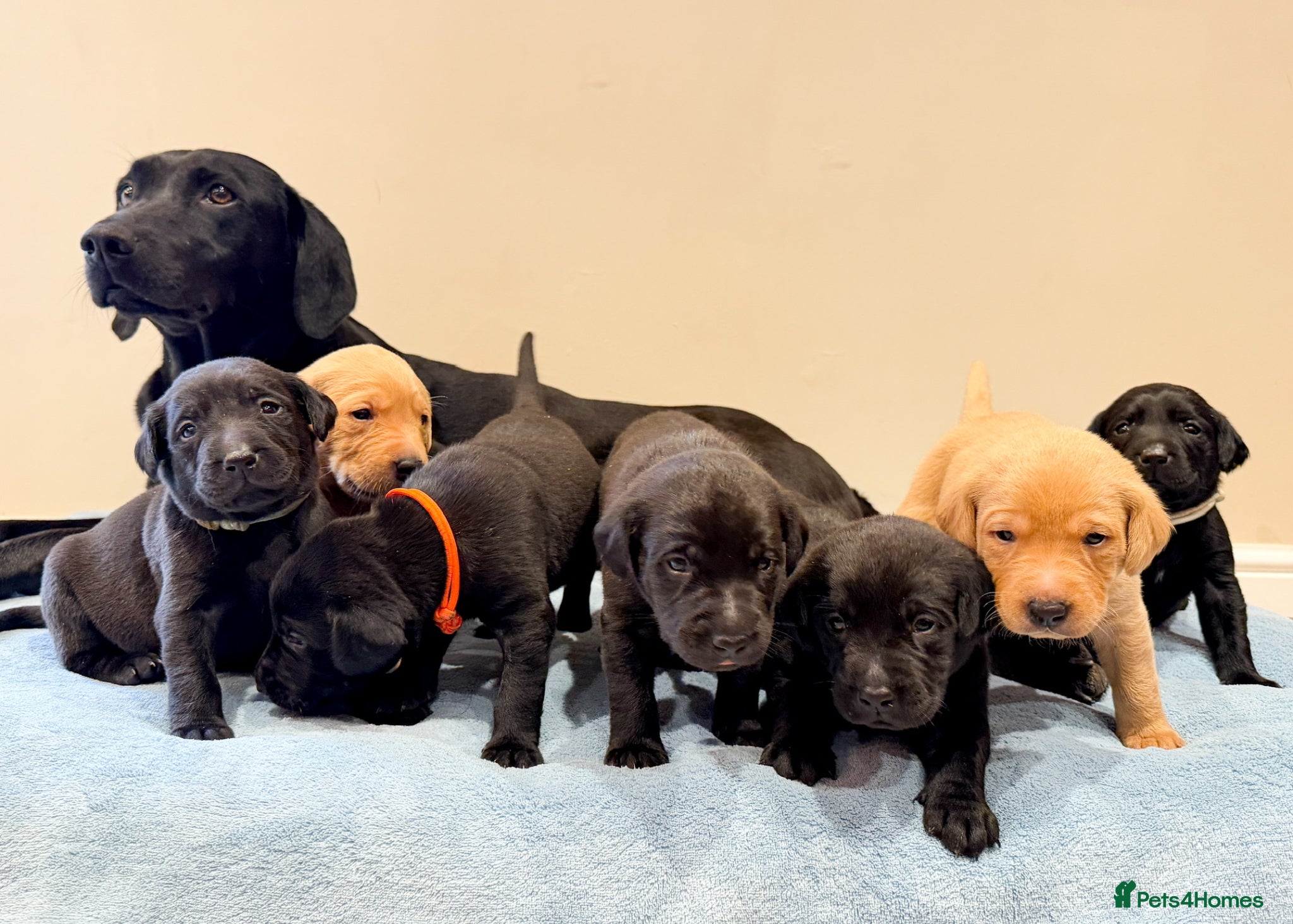 Labrador Retriever dogs Beautiful KC Registered Labrador Puppies - Advert 18