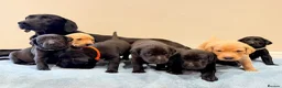 Labrador Retriever dogs for sale: Beautiful KC Registered Labrador Puppies - Advert 3