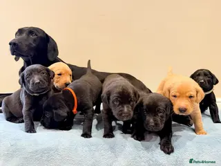 Labrador Retriever dogs Beautiful KC Registered Labrador Puppies - Advert 18