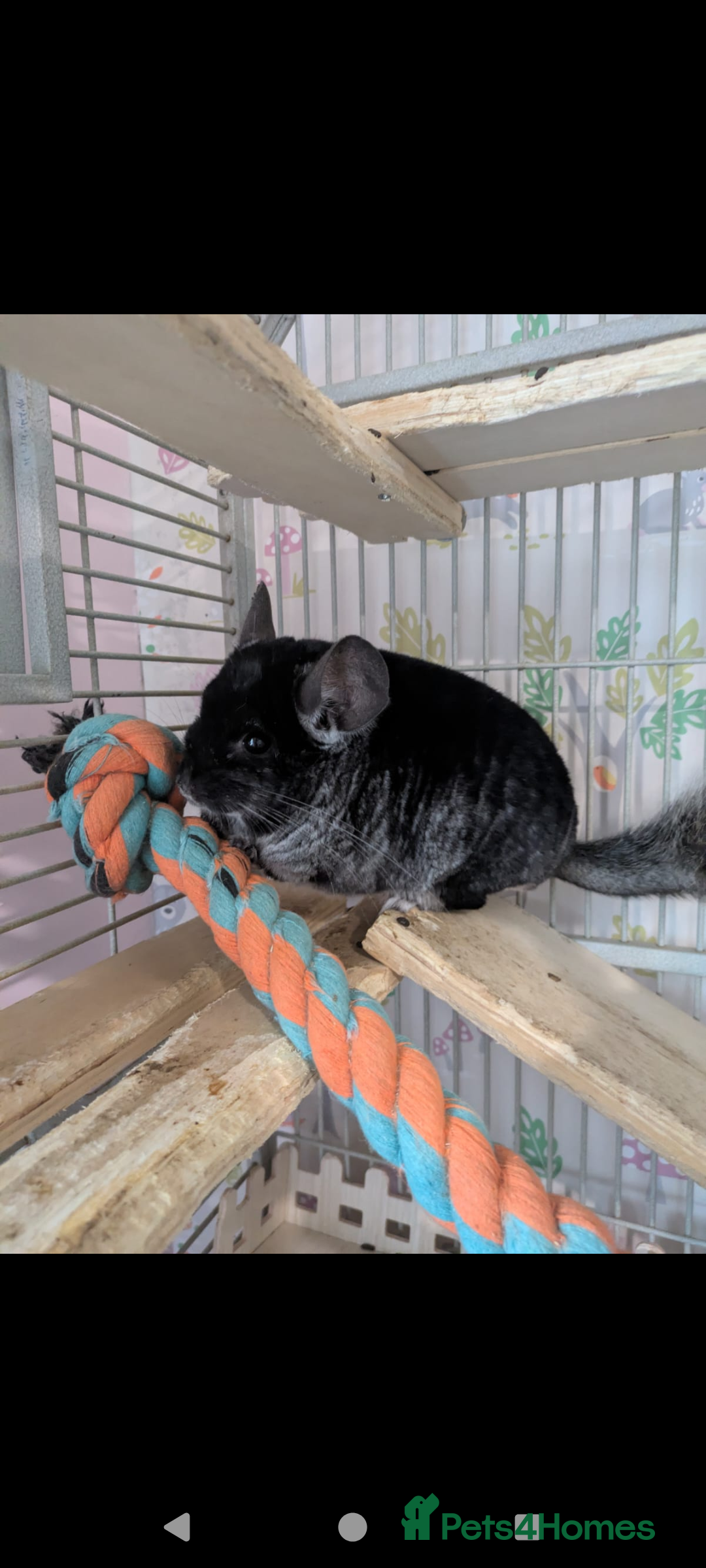 Chinchilla rodents for sale: Male Chinchilla  - Advert 4