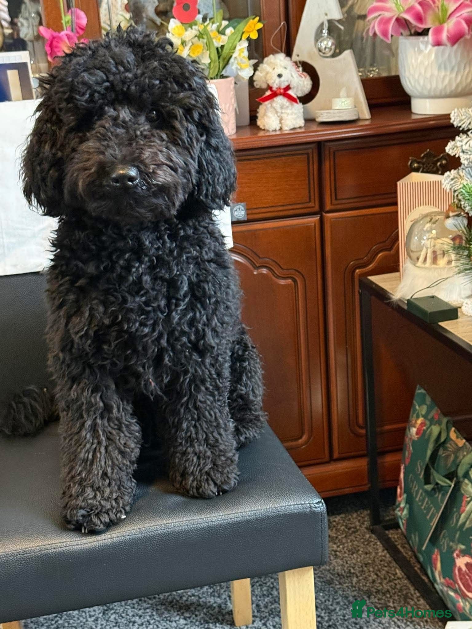 Mixed Breed dogs Bedlington Terrier x Poodle - Advert 2