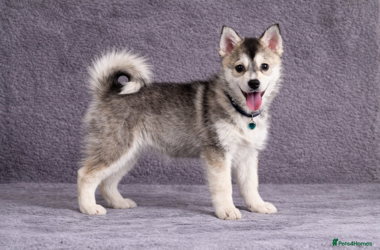 Pomsky dogs (Loki) perfect wolf grey (f3) male pomsky puppy   - Advert 1