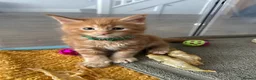 Maine Coon cats for sale: Stunning Red Kittens TICA reg  - Advert 12