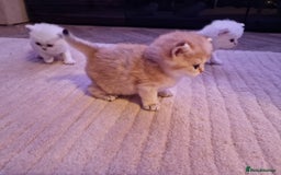 British Shorthair cats for sale: Rare Registered British Shorthair Chinchila Kitten - Image 1