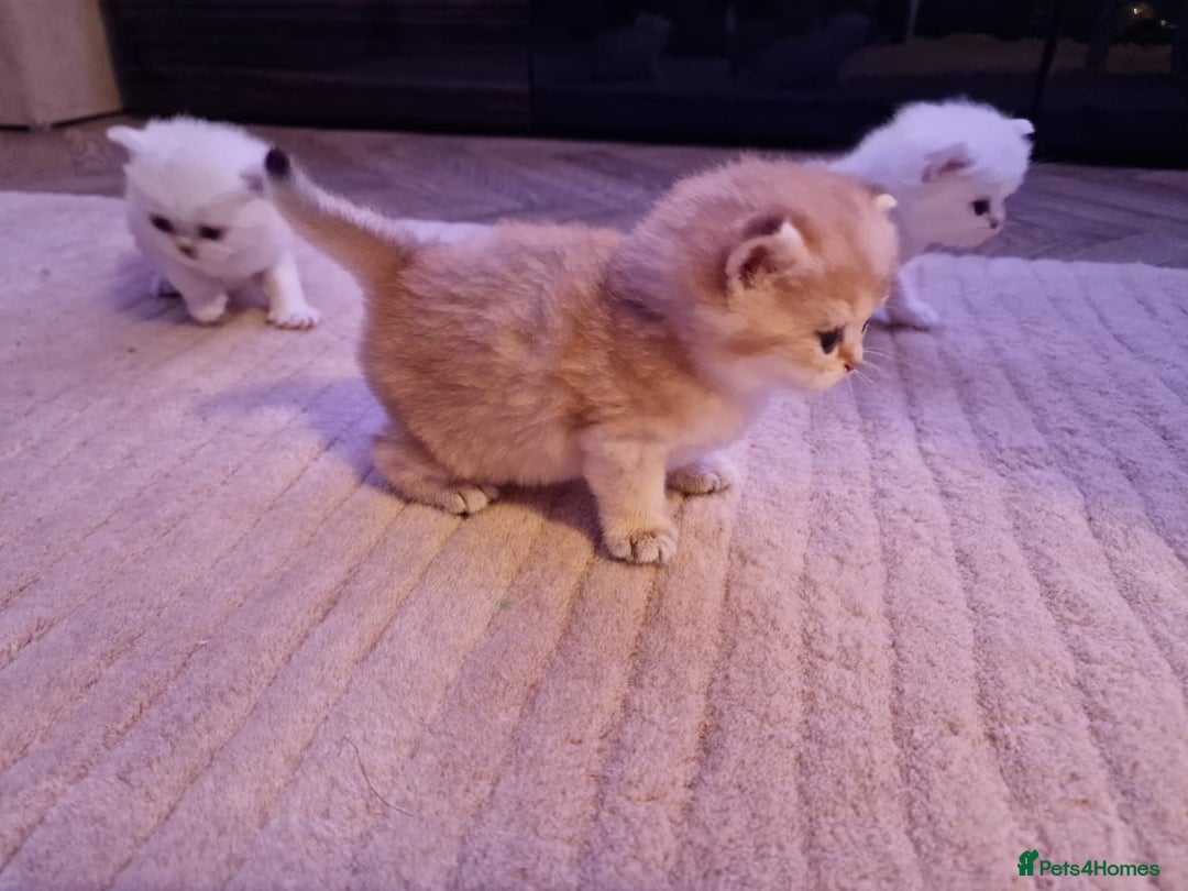 British Shorthair cats for sale: Rare Registered British Shorthair Chinchila Kitten - Image 1
