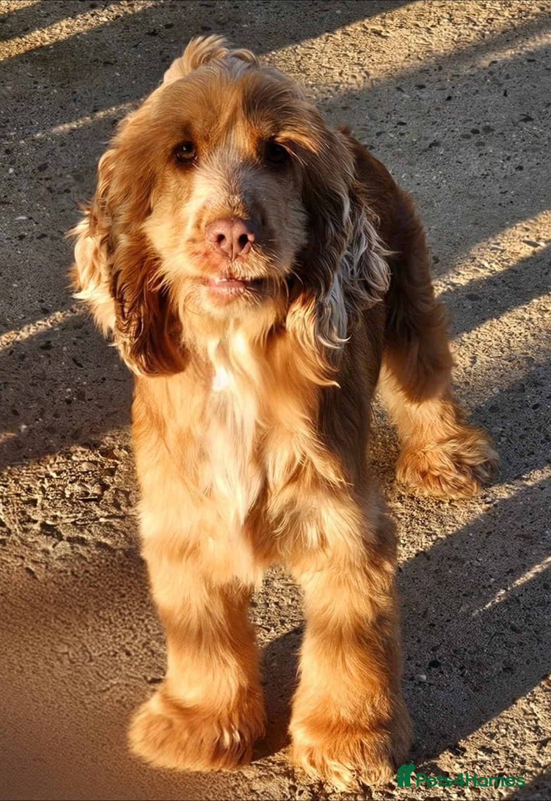 Cocker Spaniel dogs for sale: Show cocker spaniels in Leicester - Advert 2