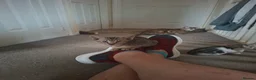 Oriental cats for sale: Beautiful Oriental Cross kittens - Advert 10