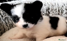 Mixed Breed dogs for sale: Adorable chion puppies  - Image 1