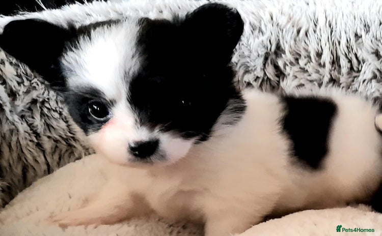 Mixed Breed dogs - Advert 2