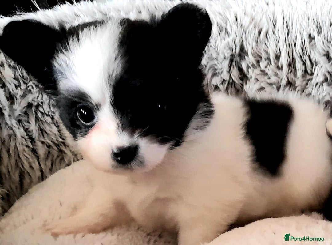 Mixed Breed dogs for sale: Adorable chion puppies  - Image 1