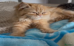 Persian cats for sale: Persian  gorgeous kitten(1 girl) in London - Image 21