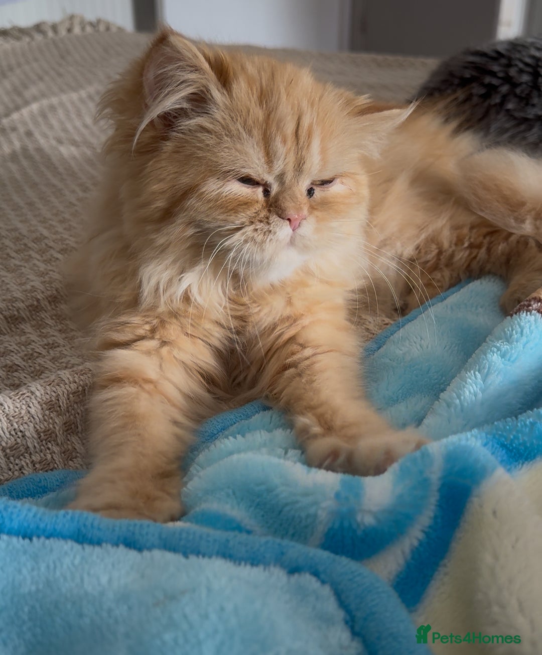 Persian cats for sale: Persian  gorgeous kitten(1 girl) in London - Image 21