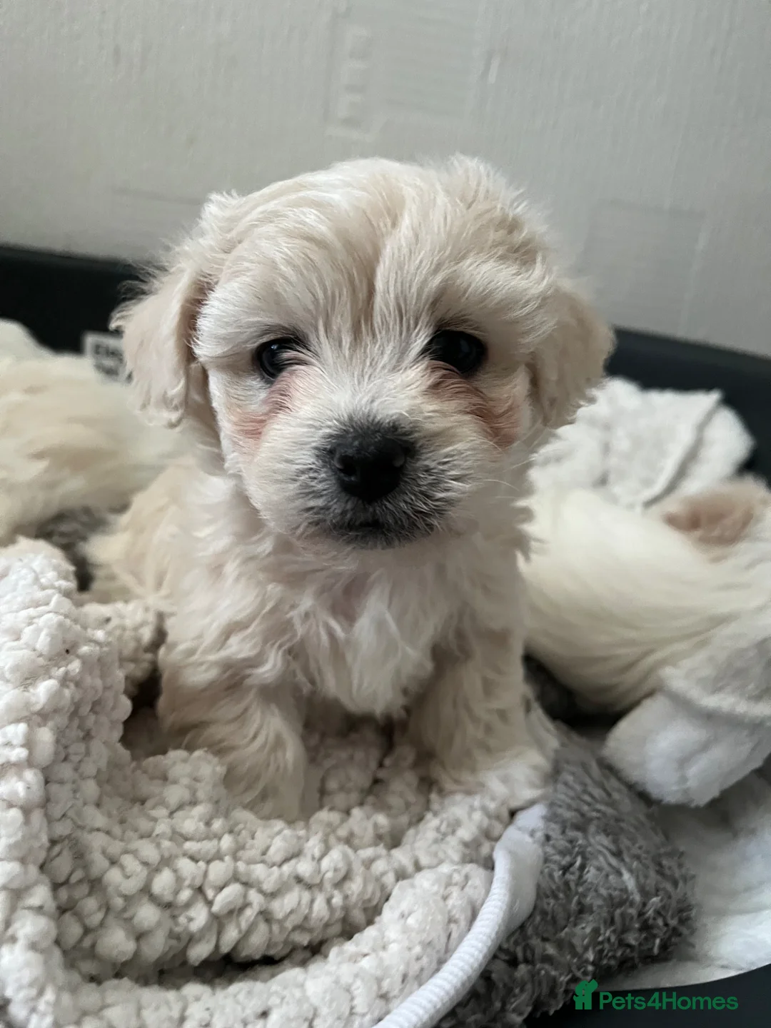 Bichon Frise dogs for sale: Bichon frinse puppy’s looking for a good home  in Alfreton - Advert 2