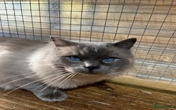 Ragdoll cats for sale:  Gorgeous purebred mink ragdolls   - Image 6