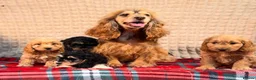 Cockapoo dogs for sale: STUNNING COCKAPOO PUPPIES READY NOW  - Advert 12