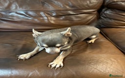 Chihuahua dogs for sale: 2 Lovely Little Boys - Advert 14