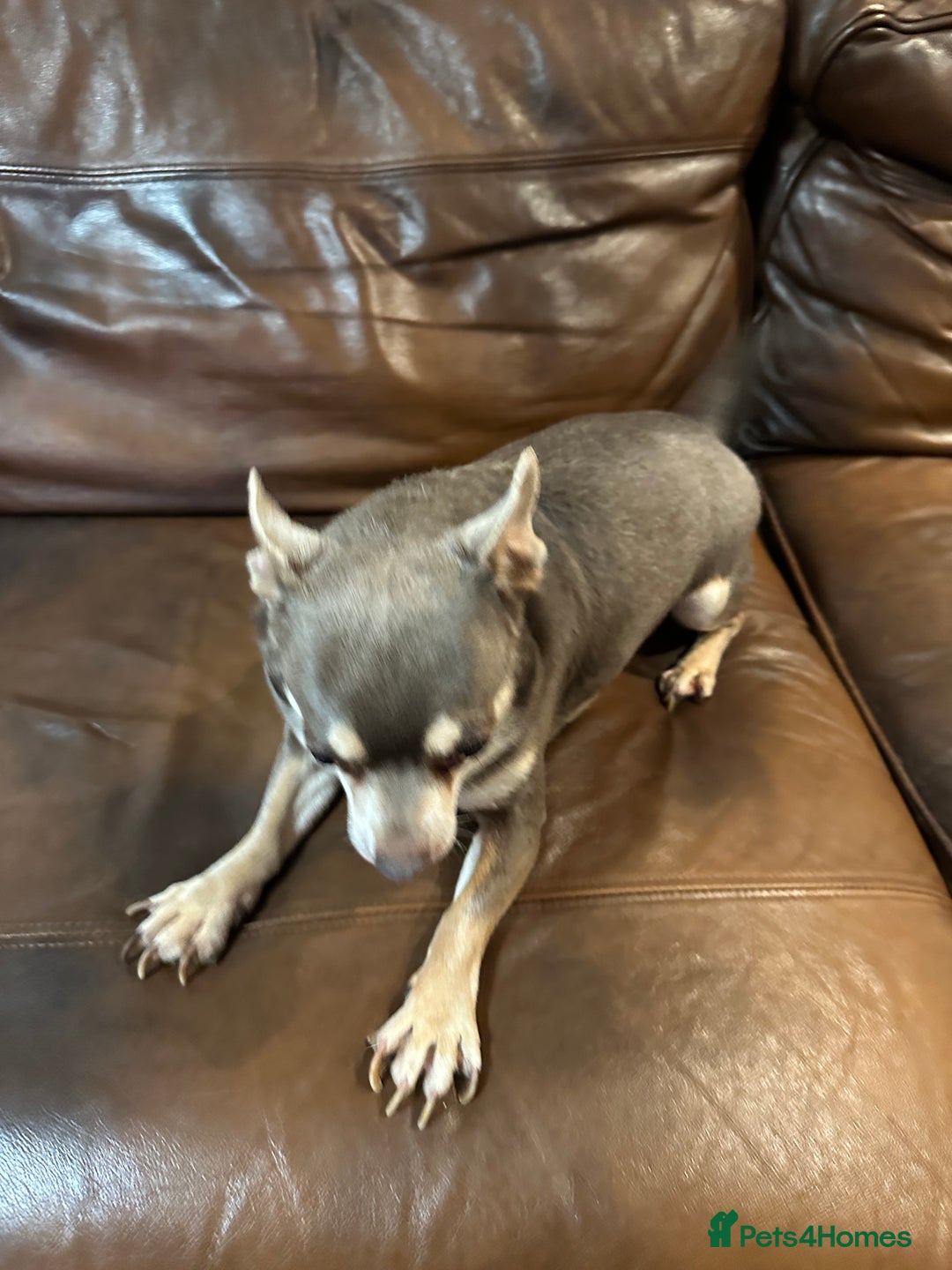 Chihuahua dogs for sale: 2 Lovely Little Boys - Advert 14