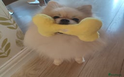 Pomeranian dogs for stud: Cream Pomeranian Stud Bersy in Preston - Image 8