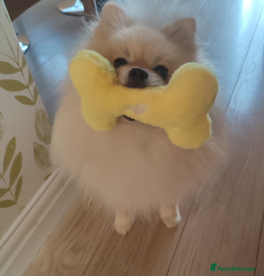 Pomeranian dogs for stud: Cream Pomeranian Stud Bersy in Preston - Image 8