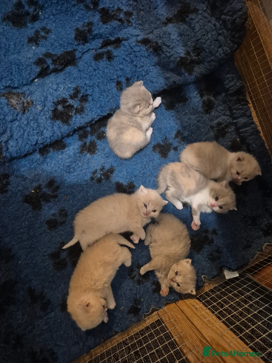 British Shorthair cats for sale: British shorthair kittens for sale  - Advert 4