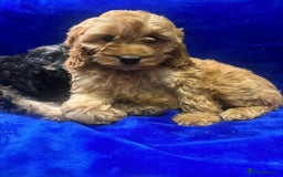 Cockapoo dogs for sale: Cockapoo - Image 12