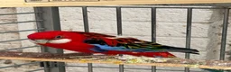 Parakeets birds for sale: Rossella  - Advert 7