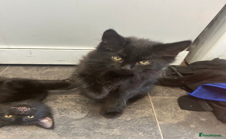 Mixed Breed cats - Advert 11