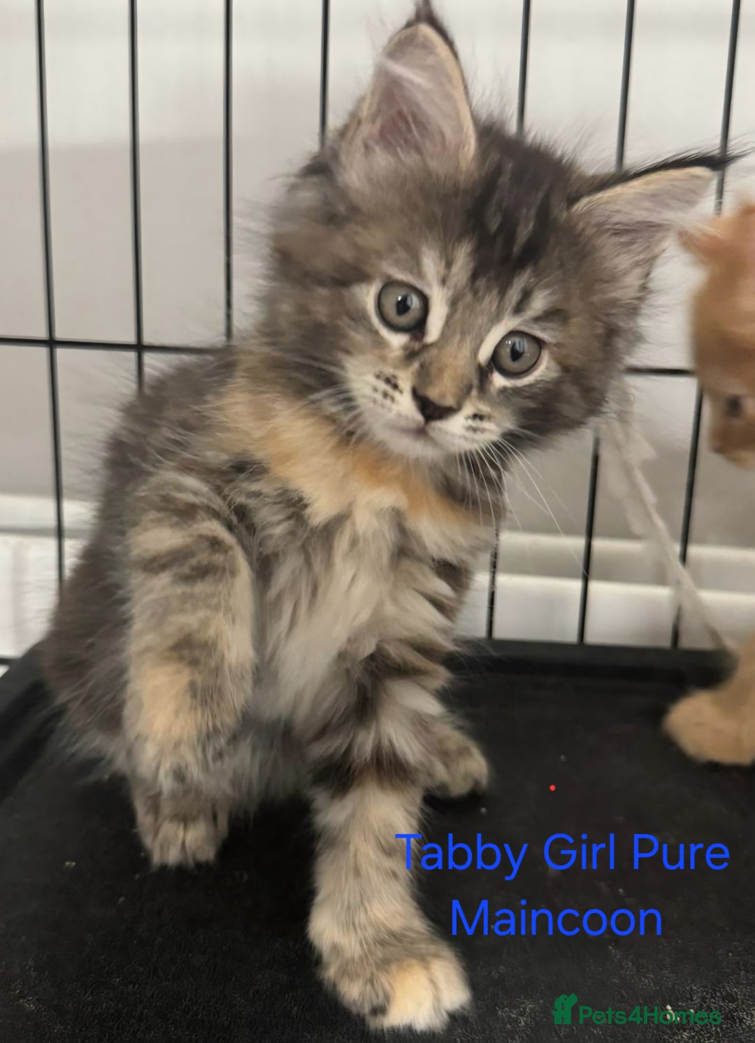 Maine Coon cats for sale: Maincoon Kitten For Sale - Image 6
