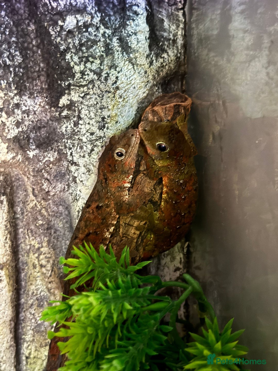 Gecko reptiles for sale: Breeding pair chahoua gecko  - Image 2