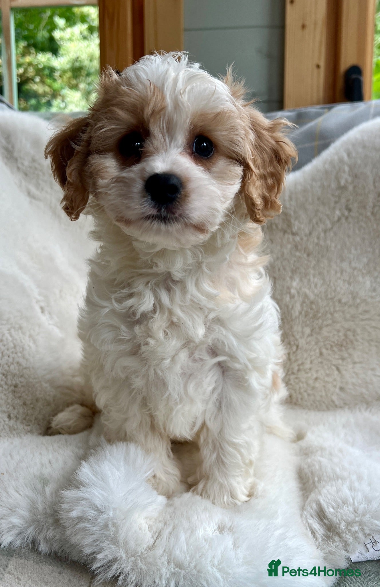 Cavapoo dogs Stunning F1 Cavapoo  - Advert 1