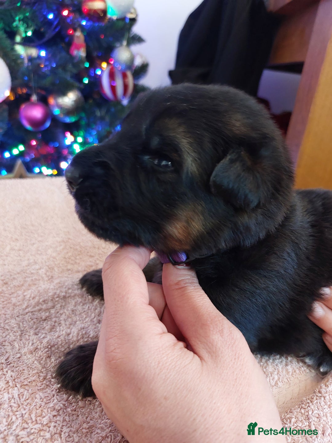 German Shepherd dogs for sale: Puppies  - Advert 5