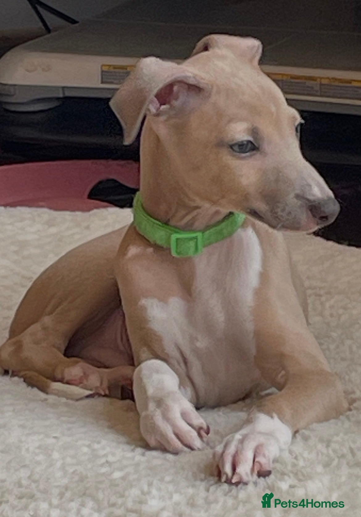 Mixed Breed dogs Gorgeous 3/4 ITALIAN GREYHOUND pups - Advert 15