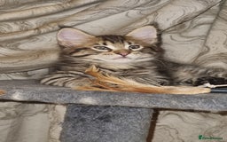 Maine Coon cats for sale: Ready to go now, Maine coon kittens - Image 2