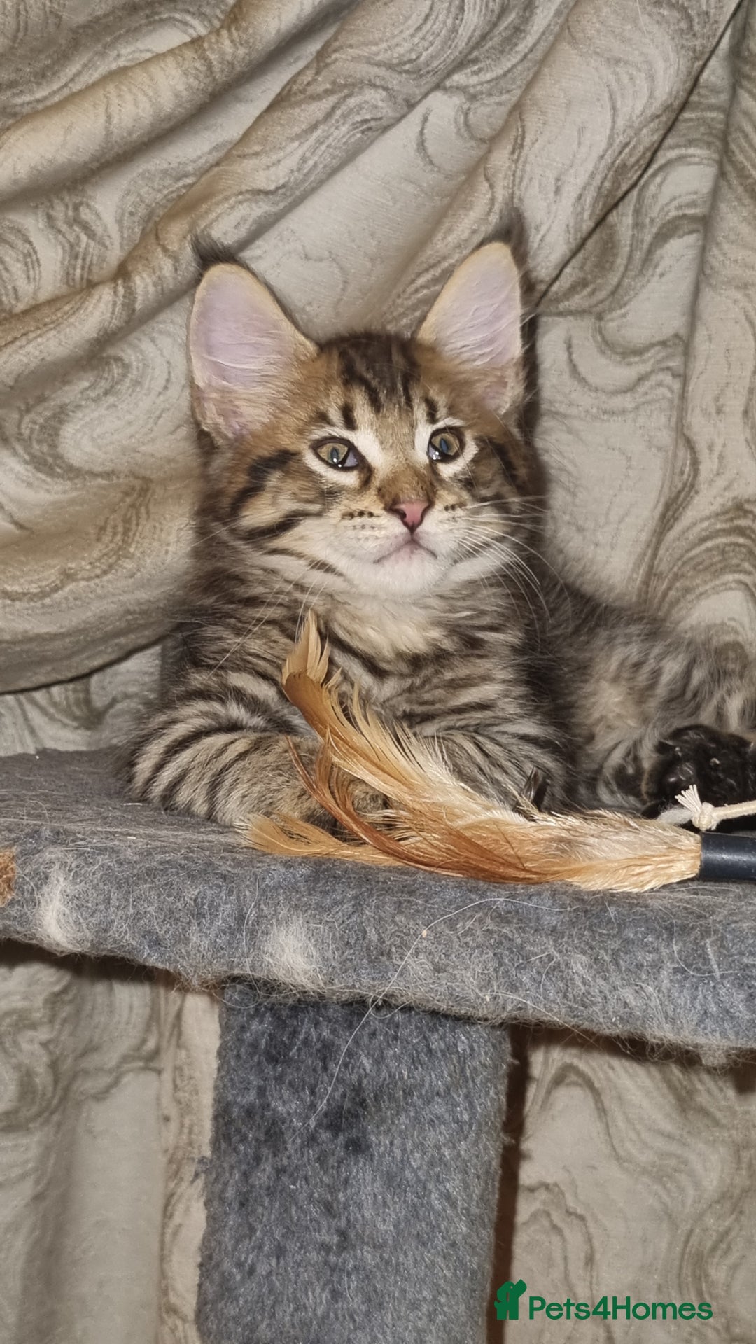 Maine Coon cats for sale: Ready to go now, Maine coon kittens - Image 2