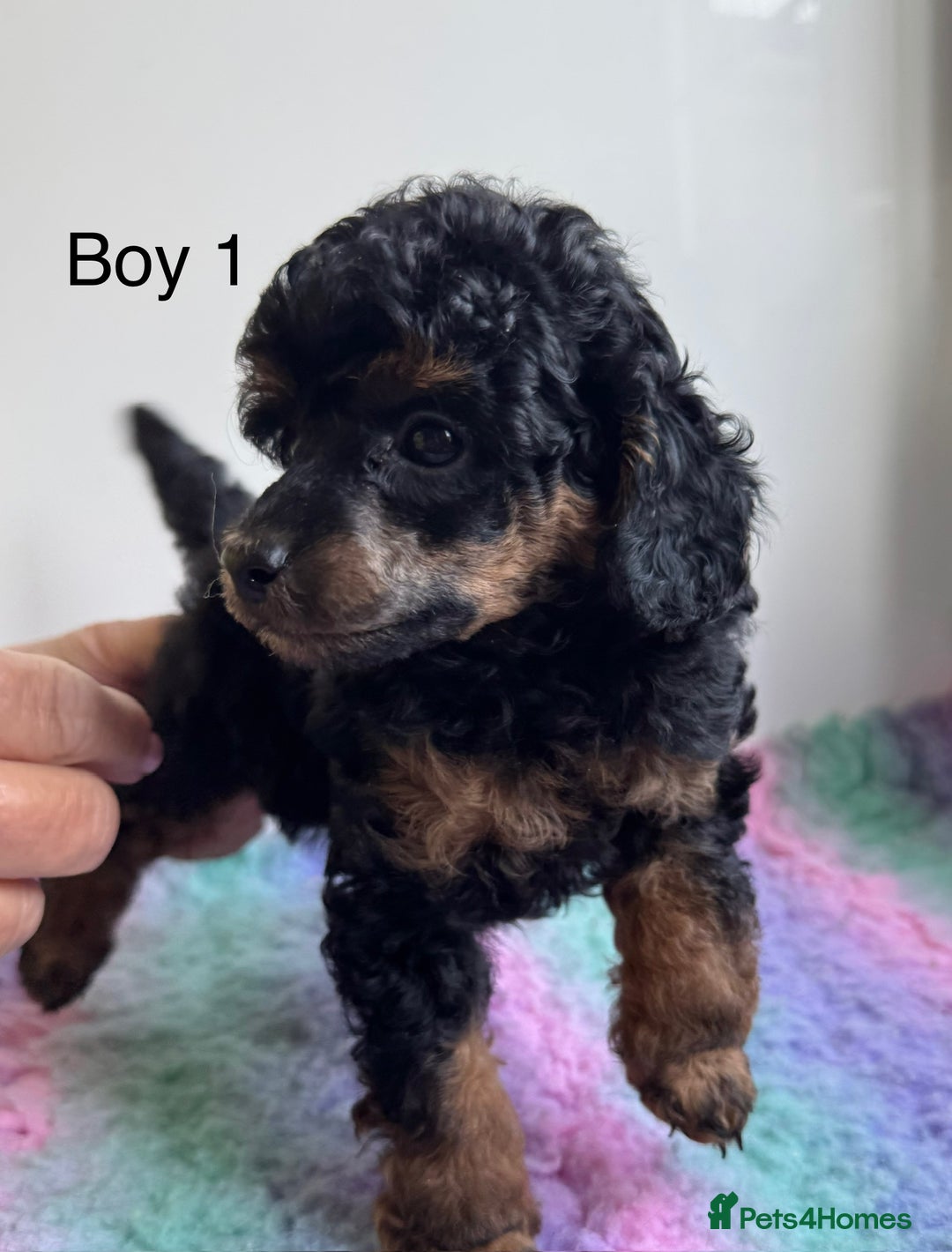 Toy Poodle dogs for sale: Stunning KC reg Champion lines  Toy poodles  🐩  - Image 1