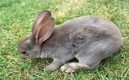 Rex rabbits for sale: Rex rabbits for sale - Image 9