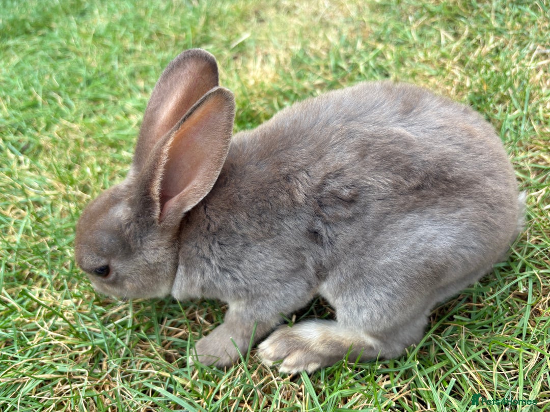 Rex rabbits for sale: Rex rabbits for sale - Image 9