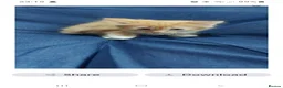 Mixed Breed cats for sale: Beautiful kittens  in Woking - Advert 8