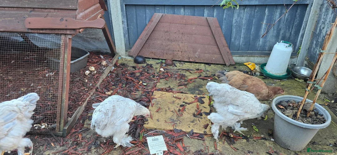 Chickens poultry for sale: Brahma chicken - Advert 2