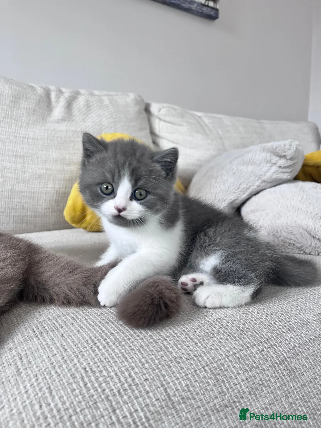 British Shorthair cats for sale: Lovely British Shorthair Kittens in Rugby - Advert 2