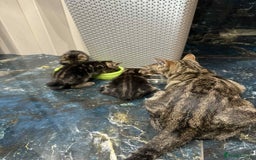 Mixed Breed cats for sale: Adorable Mixed Breed Kitten for Sale! - Image 21