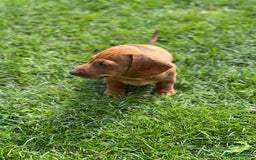 Dachshund dogs for sale: Dachshund puppy’s one boy and four girls  - Image 14