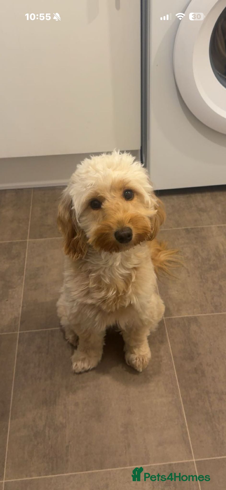 Mixed Breed dogs 2 males puppies  - Advert 2