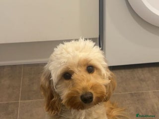 Mixed Breed dogs 2 males puppies - Advert 3